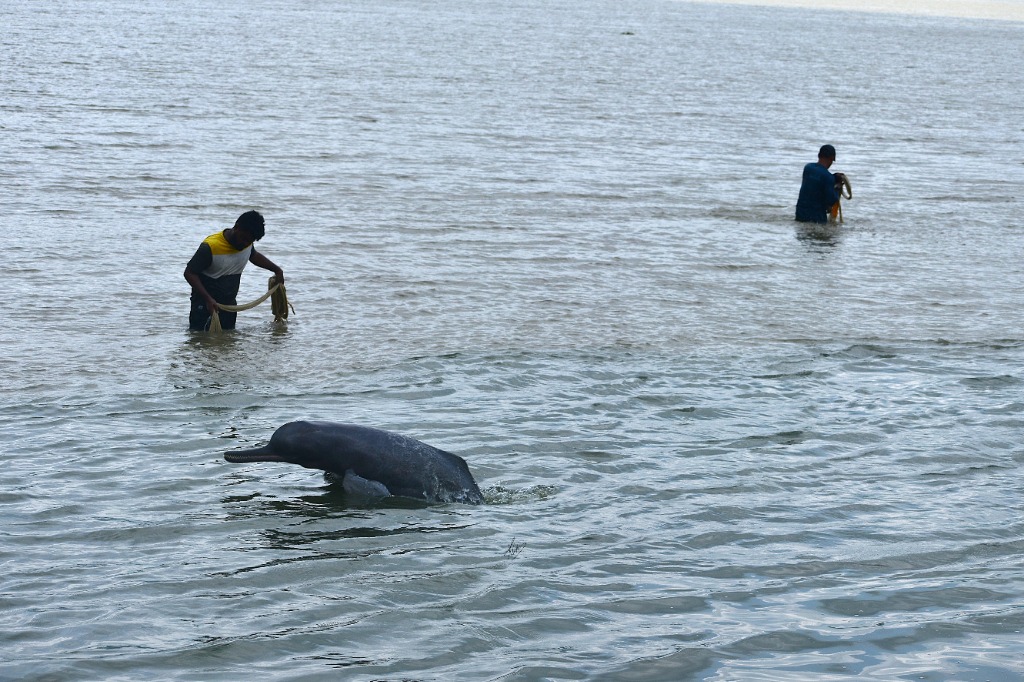 Gangetic river dolphin (Platanista gangetica) surfacing in the Brahmaputra river near traditional fishermen in Assam